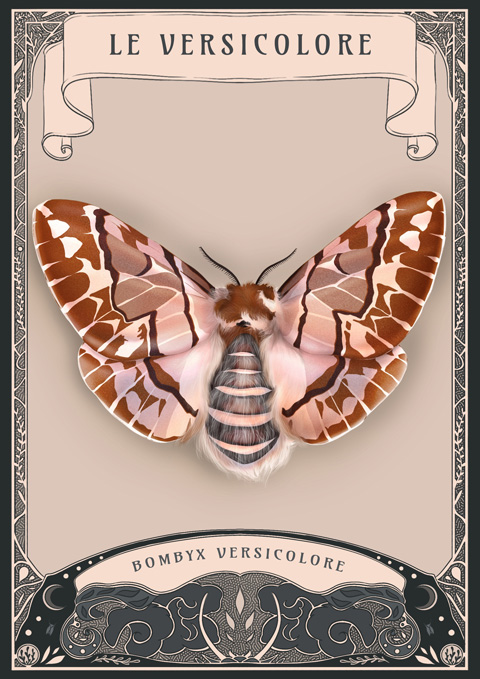 illustration papillon de nuit le bombyx versicolore